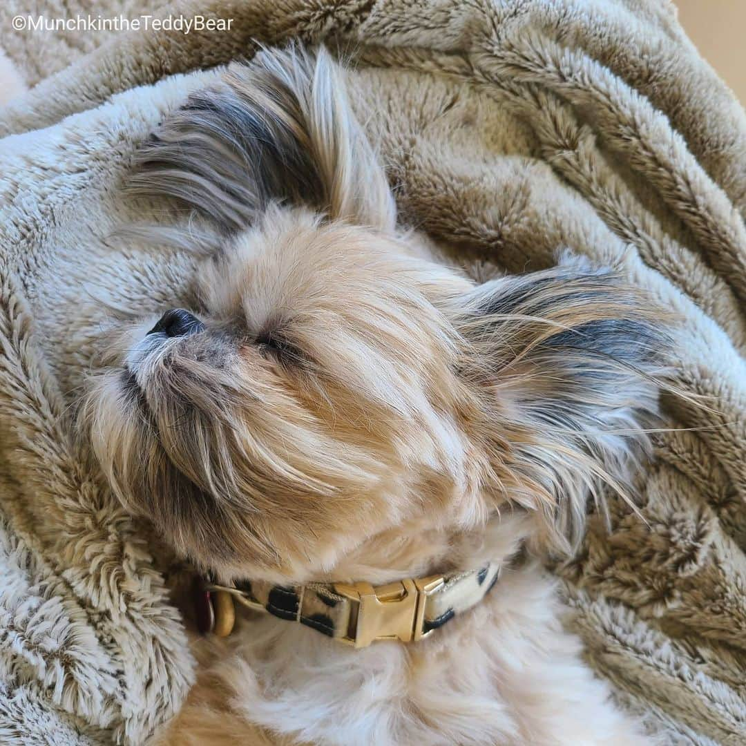 Original Teddy Bear Dogさんのインスタグラム写真 - (Original Teddy Bear DogInstagram)「Me, living my best life 🙃😴🐶」6月18日 5時29分 - munchkintheteddybear