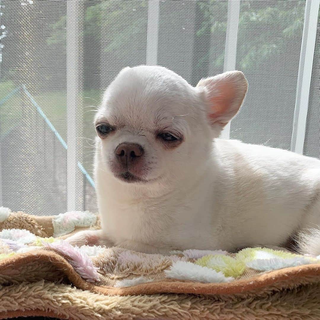 KORIKIのインスタグラム：「おはようございます♪ * #dogofsapporo #dog, #dogs, #dogstagram,#chihuahua,#犬バカ部,#チワワ,#koriki, #hanadog #白スムチ連合会, #スムチー,  #dogofthedayjp, #dogoftheday  #ilovemydog #instadog #instapet #WhiteChihuahua  #吉娃娃 #치와와  #dogsofinstagram #Chihuahualover  #ชิวาวา #チワワの輪 #barkbox #WhiteChihuahuaParty #もふもふモフモフ」