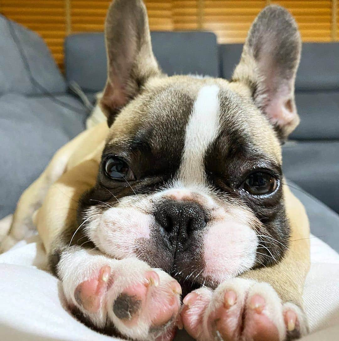 French Bulldogさんのインスタグラム写真 - (French BulldogInstagram)「I just can’t do it ..🥱🥱🥱 @milo_thecyfrenchie . . . . .  #frenchie #frenchbulldog #frenchiesofinstagram #frenchielove #frenchbulldogs #dogsofinstagram #frenchiepuppy #frenchieworld #frenchieoftheday #frenchiesociety #frenchbulldogsofinstagram #frenchielife #frenchiegram #dog #bulldogs #puppy #法国斗牛犬 #instafrenchie #bulldogfrances #puppies #french #puppylove #instadog #puppiesofinstagram #dogstagram #frenchbully #iamfrenchieholic #bhfyp #フレンチブルドッグ」6月18日 7時17分 - frenchie.world