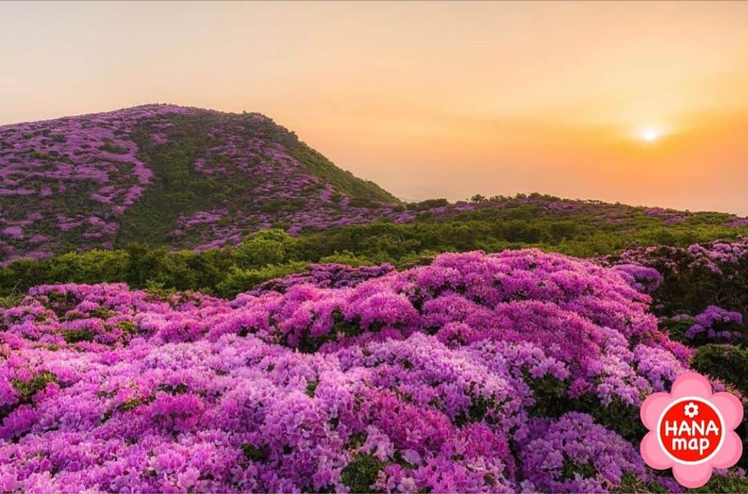 はなまっぷ❁日本の花風景のインスタグラム