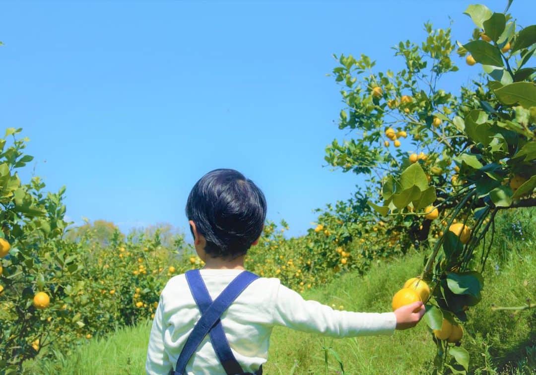 Komerco-コメルコ-さんのインスタグラム写真 - (Komerco-コメルコ-Instagram)「.⁣ 皮までおいしい⁣奇跡のレモン🍋⁣ .⁣ 佐賀からお届けする、⁣ 日本初・日本品種として登録されてた国産レモンです。⁣ .⁣ 優しく丸味のある酸っぱさ⁣ 切った瞬間に溢れる豊かな香り⁣ 肉厚な果皮…⁣ レモン好きにはたまらない究極の逸品😊⁣ .⁣ 本来、国産レモンの旬は冬から春先までですが⁣ このレモンは、まさにこれから来る夏が食べ頃。⁣ .⁣ ほとんど農薬を使っていないため、⁣ 少し見た目が悪いですが、⁣ 安心してお使いいただけます。⁣ .⁣ お料理に使う以外にも、レモネード、はちみつ漬け、塩レモンなど、手仕事好きな方にもおすすめです。⁣ .⁣ -------------------------------⁣ Muta Pattarno／皮丸ごと使える!! 宝韶寿レモン/2kgキズ有 サイズMIX⁣ ⁣ .⁣ ▷こちらの作品はKomercoアプリとWebサイトでクリエイターから直接ご購入いただけます。⁣ ホーム画面の検索窓で「Muta Pattarno」と検索してください🔎⁣ .⁣ ▷Web版はプロフィールリンクから📲⁣ @komerco_official⁣ .⁣ ▷iOS版アプリのダウンロードはAppStoreにて「Komerco」または「コメルコ」と検索🔎⁣ -------------------------------⁣ .⁣ #komerco #コメルコ #cookpad #クックパッド #komercoごはん #料理をもっと楽しく #おうちごはんを楽しもう #おうちごはん #instafood #foodpic #cookinglove #手しごと⁣ #komercoフード #お取り寄せ #お取り寄せグルメ⁣ #レモン #国産レモン #低農薬 #レモネード #佐賀 #奇跡のレモン #宝韶寿レモン #手作り #手仕事  #MutaPattarno」6月18日 7時30分 - komerco_official