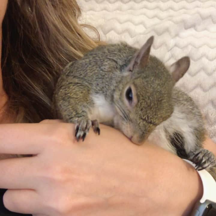 Jillのインスタグラム：「👉 swipe to see today’s extensive grooming for two ⁣ ⁣ ⁣ ⁣ #petsquirrel #squirrel #squirrels #squirrellove #squirrellife #squirrelsofig #squirrelsofinstagram #easterngreysquirrel #easterngraysquirrel #ilovesquirrels #petsofinstagram #jillthesquirrel #thisgirlisasquirrel #squirrelgrooming」