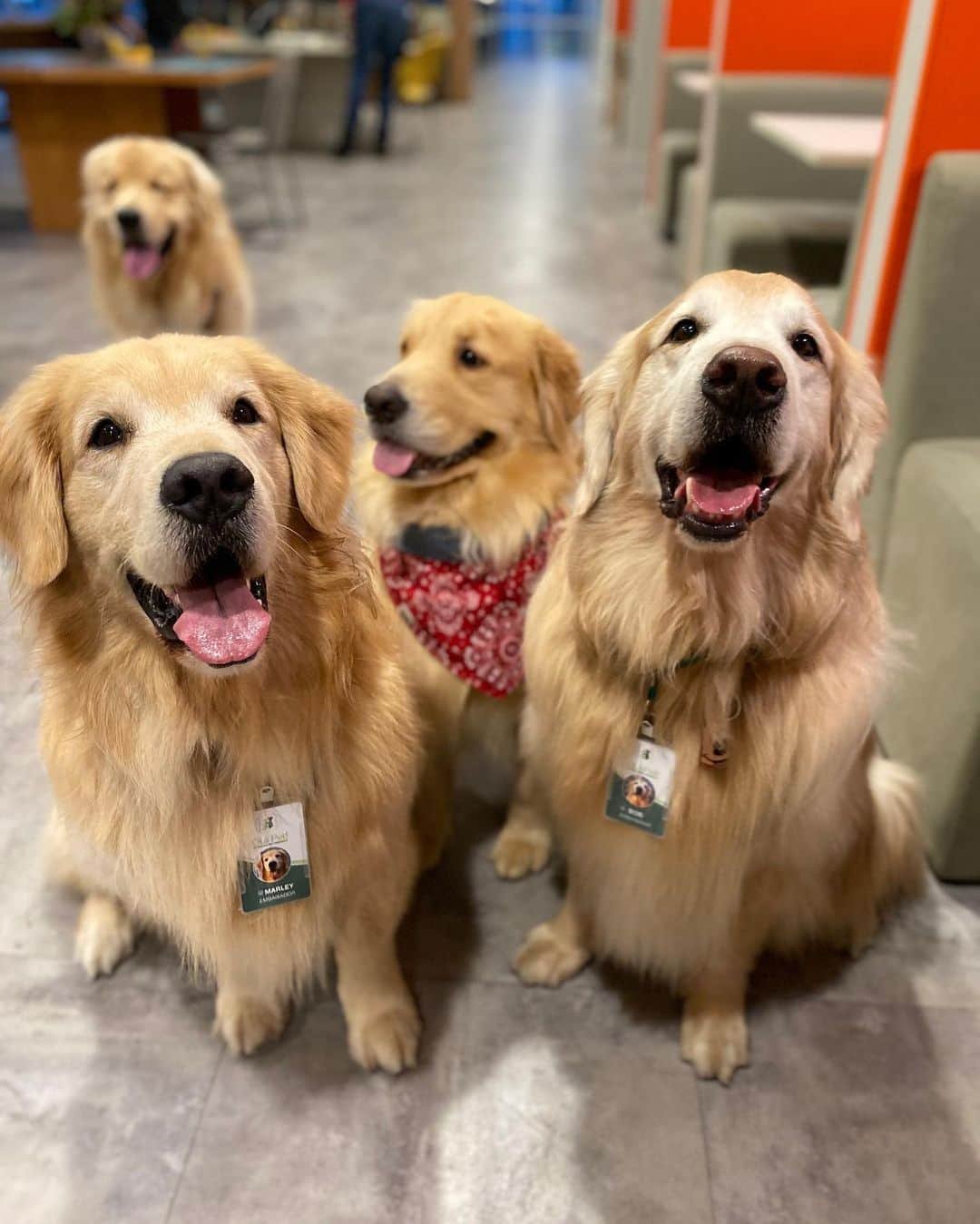 Bobさんのインスタグラム写真 - (BobInstagram)「Time @olapet.friendly 🐾 quem aí sabe quem está nessa foto? . . . #pets #photooftheday #petsofinstagram #instagrammers #instagram #instadaily #vejasp #goldenretriever #goldenretrievers #goldenretrieversofinstagram #dogs #dogstyle #dogoftheday #dogsofinstagram #saopaulo #gudfriends #photography #coronavirus #covid #emcasa」6月18日 8時12分 - bob_marley_goldenretriever