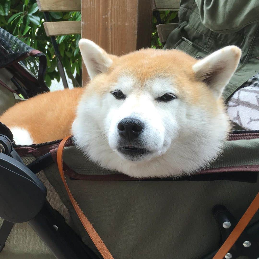 てんパパのグルメインスタ