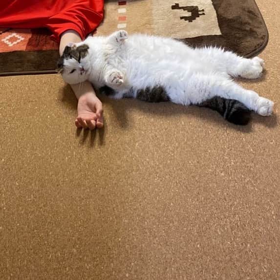 8n21のインスタグラム：「好待遇のネコ #cats #ねこ部」