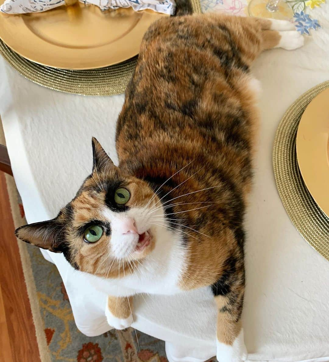 リリーのインスタグラム：「Does your human make you get off the table too? How rude! . . . . . . #lillycrazyeyes #quarantine #catsofinstagram #9gag #calico #instacat #meowstagram #meow #meowdel #instacalico #calico  #wednesday #whiskerwednesday #table #rude」