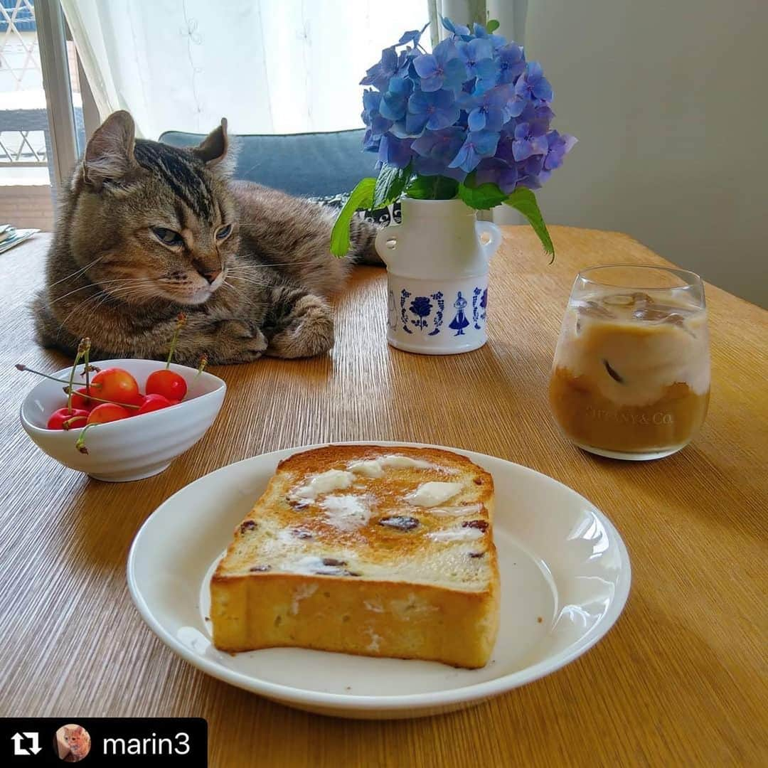 ねこのインスタグラム