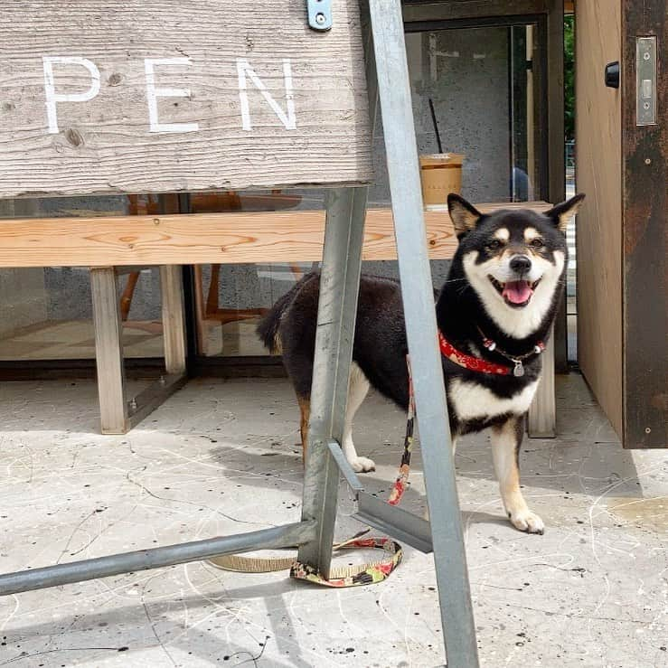 vo_coさんのインスタグラム写真 - (vo_coInstagram)「🐾 勝手に看板犬 * #shibastagram #instashiba #shiba #shibainu #黒柴 #柴犬」6月18日 9時36分 - vo_co