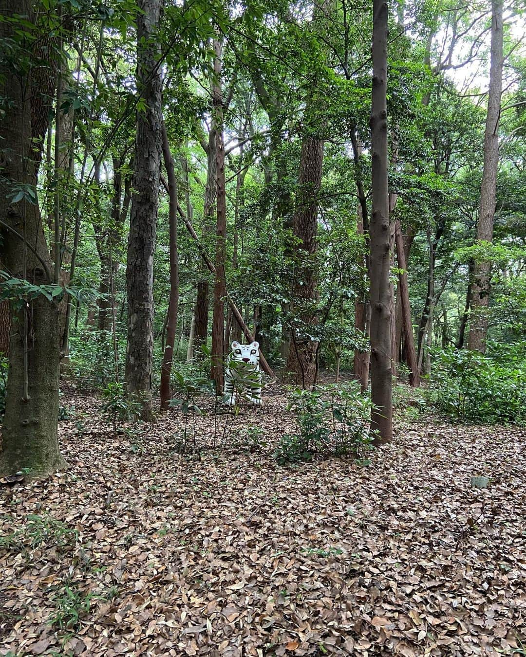 渡辺有子さんのインスタグラム写真 - (渡辺有子Instagram)「朝の散歩🚶‍♀️はいいですね。 軽めの朝ごはん食べて、散歩して虎に出合って、パソコン仕事をひとまず終えて。 もう眠い…☺️」6月18日 10時03分 - yukowatanabe520