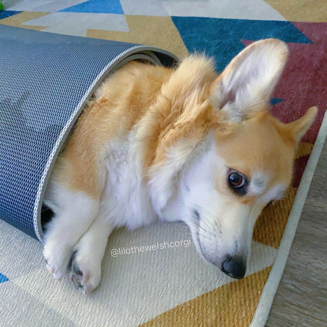 Liloのインスタグラム：「I understand now why you like this yoga mat so much human... it’s very comfy woof! #isthisexcercise #downwardfacingcorgi」