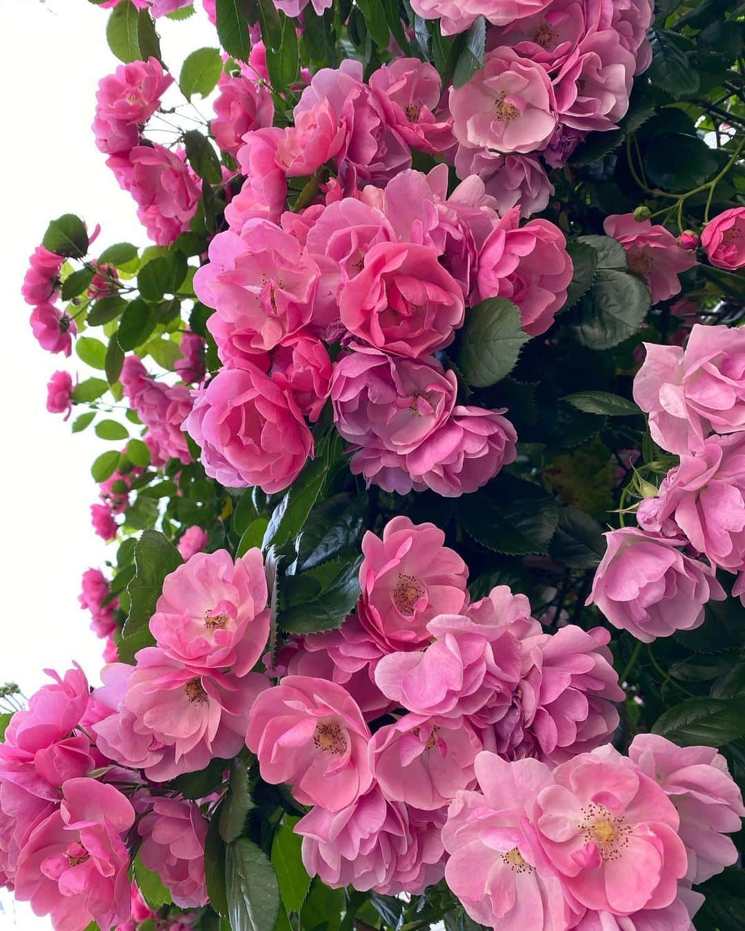 花野じゅりあさんのインスタグラム写真 - (花野じゅりあInstagram)「. 少し前に出会ったお花  花びらのまるい形、透明感のある生き生きとしたピンク、ぎゅっと集まってブーケみたいに咲いていて、本当に可愛らしい . . . . . #ピンクの花 #満開」6月18日 10時21分 - julia.hanano