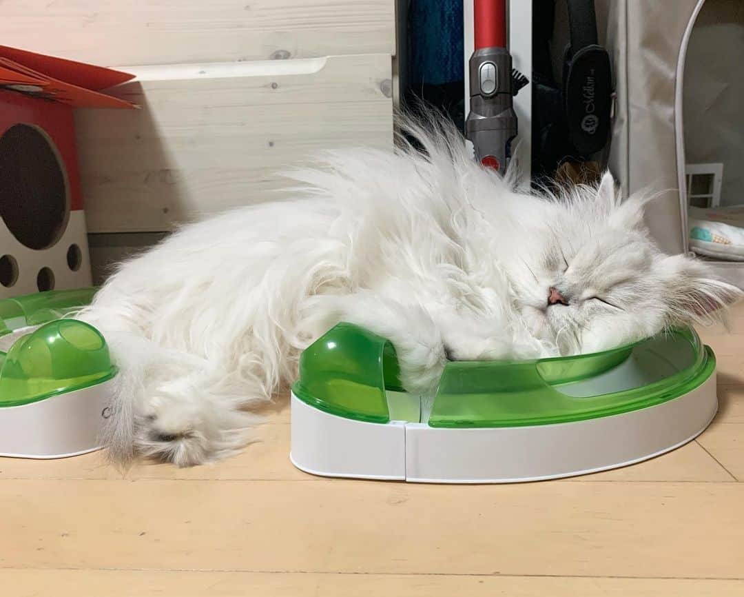 후추네큰언니のインスタグラム：「요즘 후추 으뜸이자리...... 🤔 . . . . .  #후추  #고양이  #냥스타그램 #캣스타그램  #Hoochu #Hoochuthecat #cat #cats #catstagram #catsofinstagram #topcatphoto #bestmeow #ilovecat #cute #fluffy #petstagram #instacats」