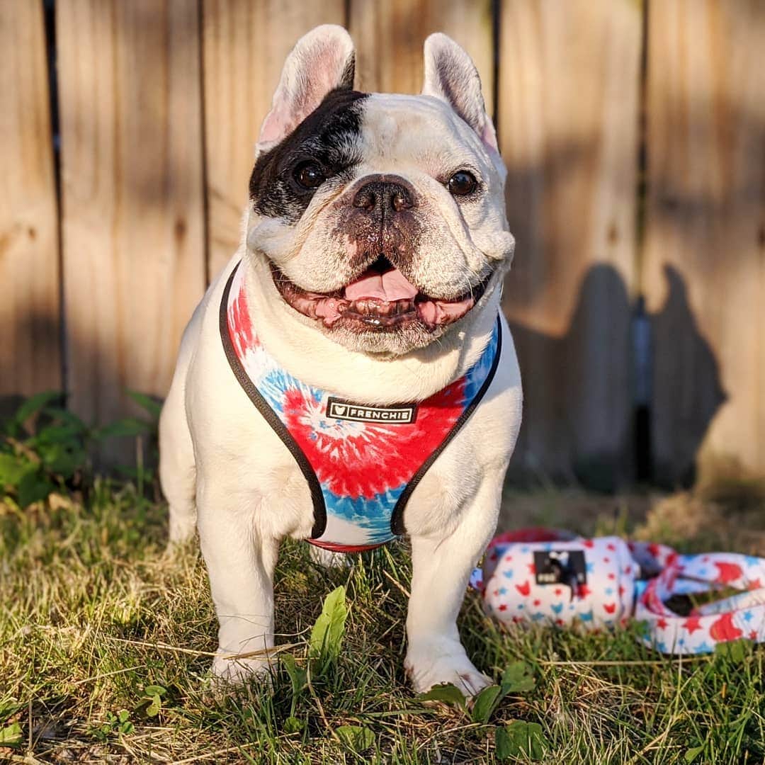 Manny The Frenchieのインスタグラム：「Summer ready! 4th of July collection from @frenchie_bulldog just dropped today! 🤩」