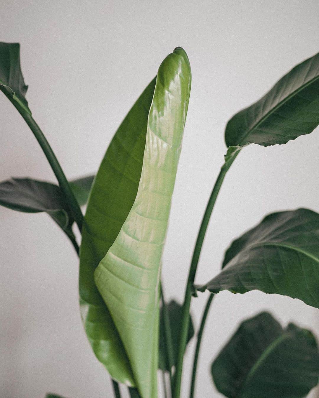 Manamiのインスタグラム：「Bird of paradise flower🌱 ストレリチアの英語名が好き🦜 新芽が開いて黄緑で可愛くて愛おしい🥰 ㅤ #マナシカの家 #観葉植物のある暮らし #Strelizia」