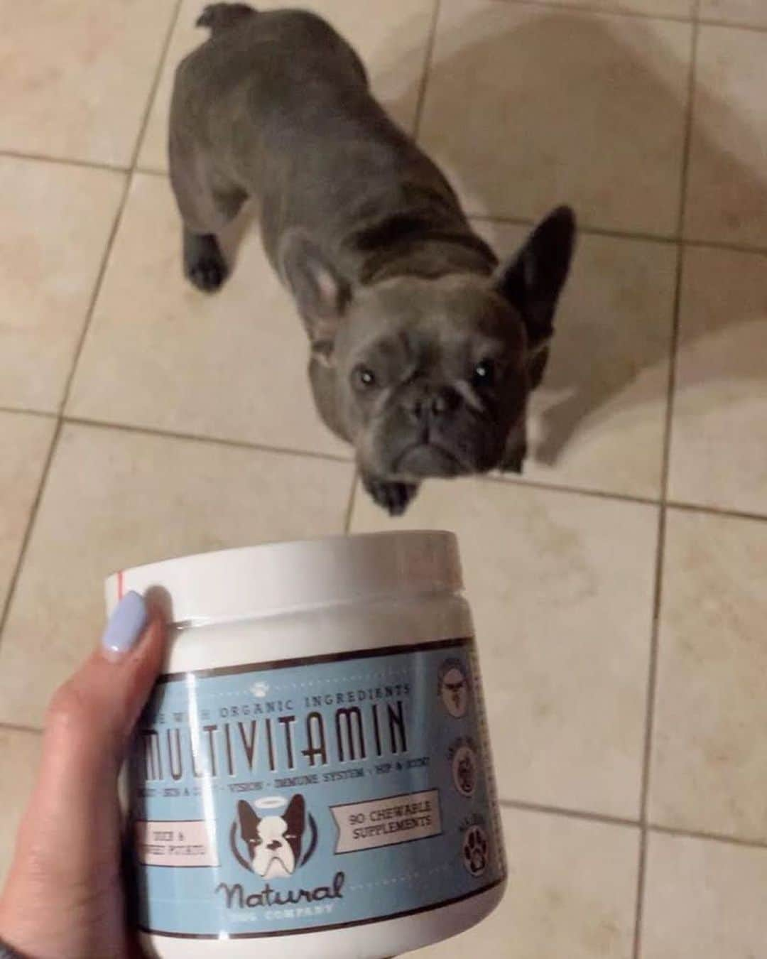 Regeneratti&Oliveira Kennelさんのインスタグラム写真 - (Regeneratti&Oliveira KennelInstagram)「Supplements are a great way to help your dog live their absolute best life. The #Multivitamins from @NaturalDogCompany are a perfect place to start. These natural and safe vet-approved vitamins are great for supporting everything from digestion, skin & coat, joints, stiffness, and overall balance/wellbeing. . ⭐ Save 20% off @naturaldogcompany with code JMARCOZ at NaturalDog.com | worldwide shipping | ad 📷: @chicaa.ricaa . . . . . . #frenchie #frenchbulldog #buhi #frenchielove #frenchbulldogsofinstagram #frenchiesofinstagram #frenchbulldoglovers #frenchbulldoglife #dailyfrenchie #bullieslife #dog #puppy #instagood  #pet #animals #frenchies1  #photooftheday #dogsofinstagram #instagramdogsi #dogstagram #dogoftheday  #adorable #doglover #instapuppy #instadog #buzzfeed」6月18日 10時56分 - jmarcoz