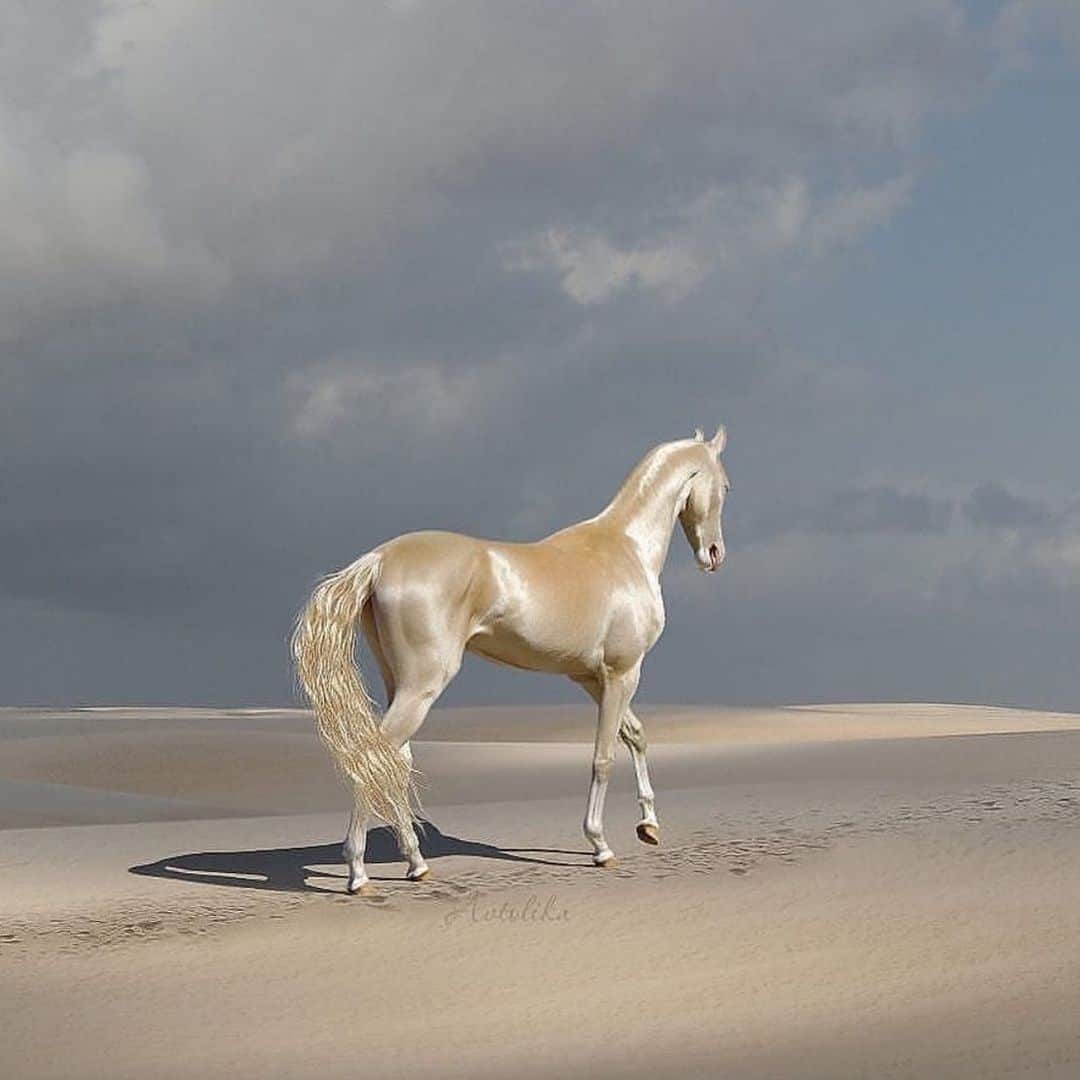 animalsさんのインスタグラム写真 - (animalsInstagram)「Akhal-Teke horse is so beautiful What do you think? 🐴🤍 Photo via: Reddit」6月18日 22時18分 - babyanmlpics