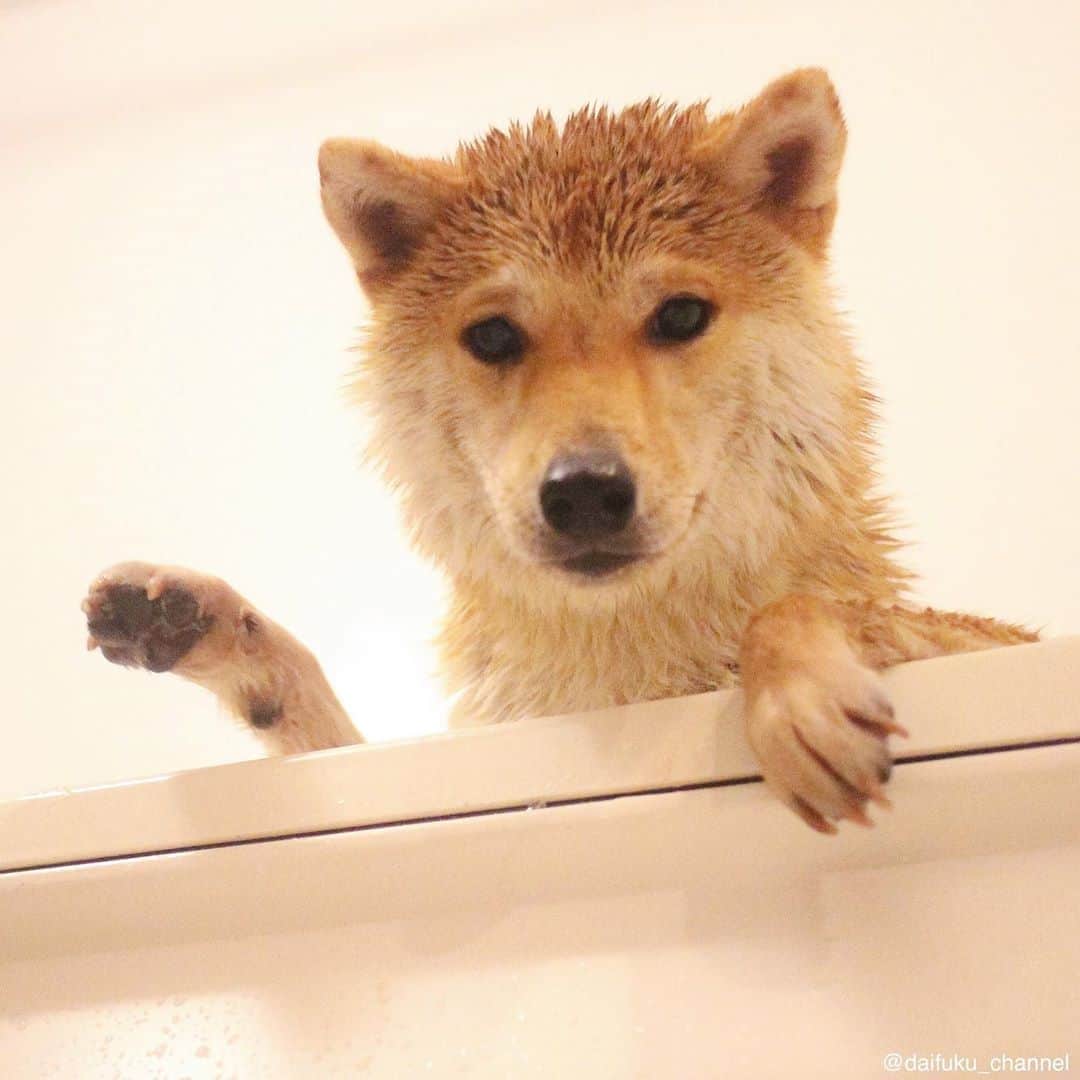 だいふくのインスタグラム：「ちゃんとリンスするシャンプー ちゃん・リン・シャン✨ Happy bath time🛁✨ #シャンプー #お風呂 #おうちシャンプー #ちゃんリンシャン #bath #shampoo」