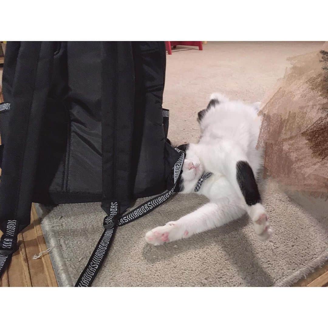 加藤咲希のインスタグラム：「くーちゃんが妹のリュックと戯れてました。🐈 . . . . . . . . #加藤咲希  #かとぅ  #かとっこ🐱🌸 #かとかめら︎︎︎︎︎☺︎ #もふもふしたい  #ねこ  #ネコ  #猫」