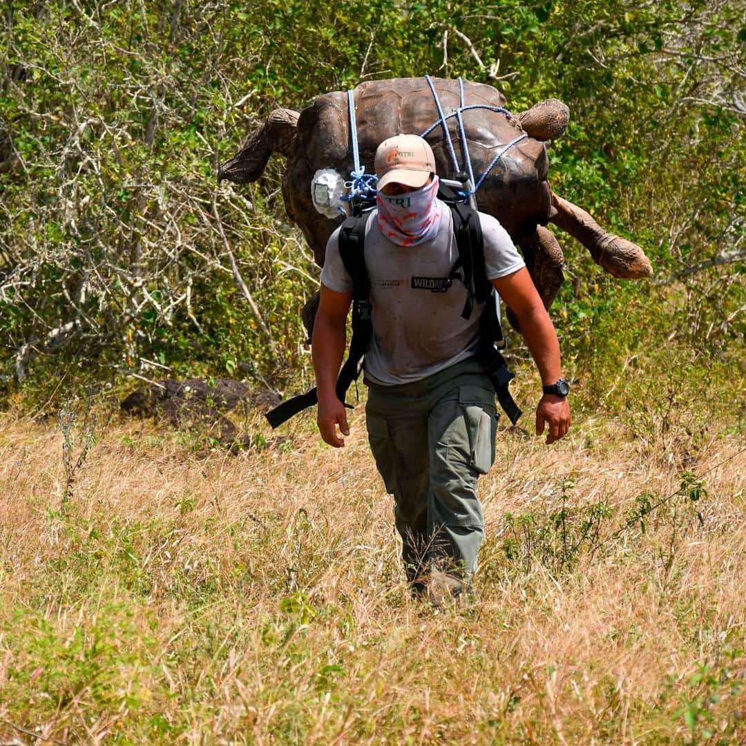 Primer Impactoさんのインスタグラム写真 - (Primer ImpactoInstagram)「Diego, la tortuga gigante que ayudó a salvar a su especie de la extinción gracias a su apetito sexual, llegó a su retiro.  Este animal consiguió aumentar en más de 800 los ejemplares de su especie.  Regresó ahora a su hábitat natural en la isla Española en #Ecuador tras cumplir con su importante tarea.  Allí seguirá siendo rastreada y seguida por expertos del Parque Nacional Galápagos.  Fotos: EFE/ Parque Nacional Galápagos.」6月18日 21時01分 - primerimpacto