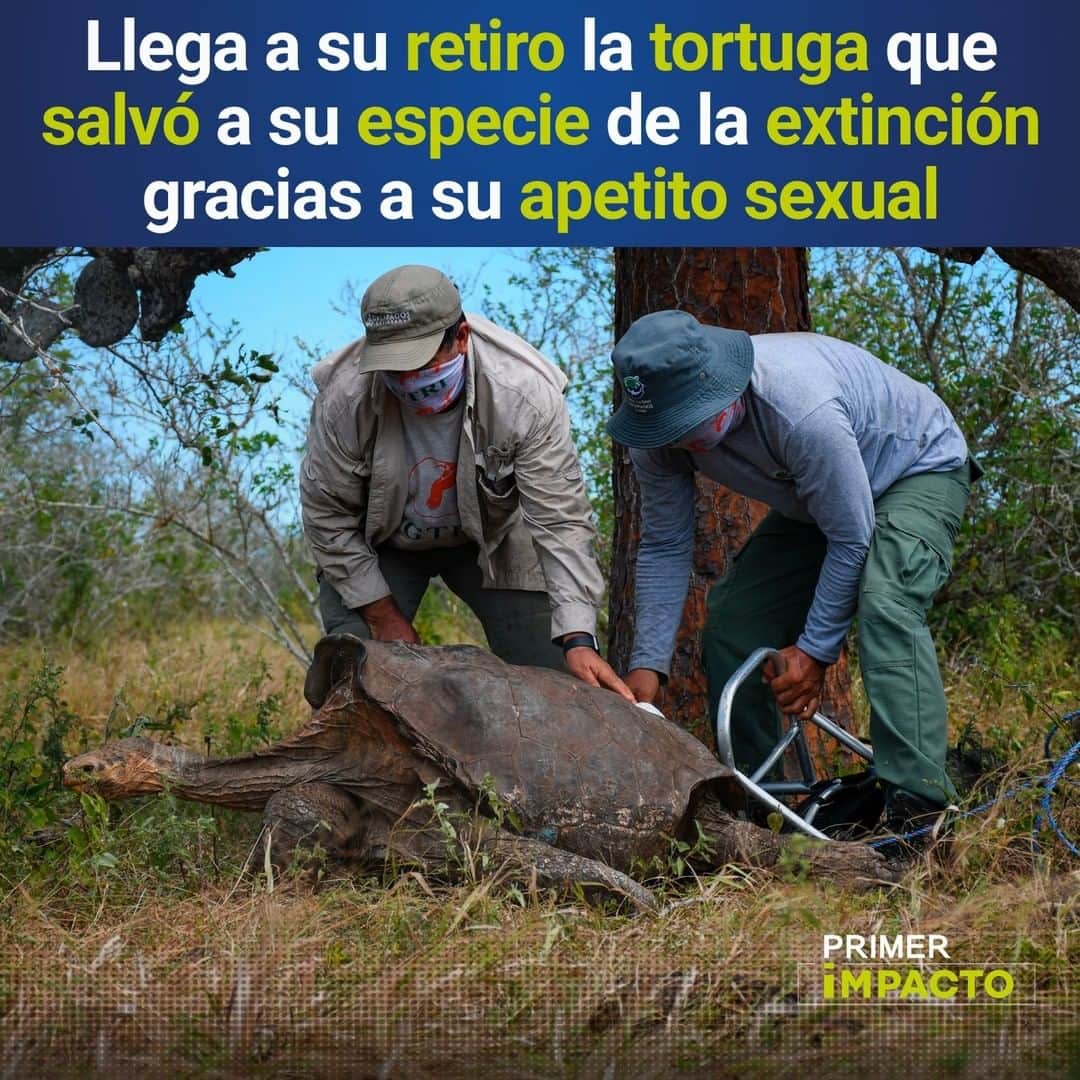 Primer Impactoさんのインスタグラム写真 - (Primer ImpactoInstagram)「Diego, la tortuga gigante que ayudó a salvar a su especie de la extinción gracias a su apetito sexual, llegó a su retiro.  Este animal consiguió aumentar en más de 800 los ejemplares de su especie.  Regresó ahora a su hábitat natural en la isla Española en #Ecuador tras cumplir con su importante tarea.  Allí seguirá siendo rastreada y seguida por expertos del Parque Nacional Galápagos.  Fotos: EFE/ Parque Nacional Galápagos.」6月18日 21時01分 - primerimpacto