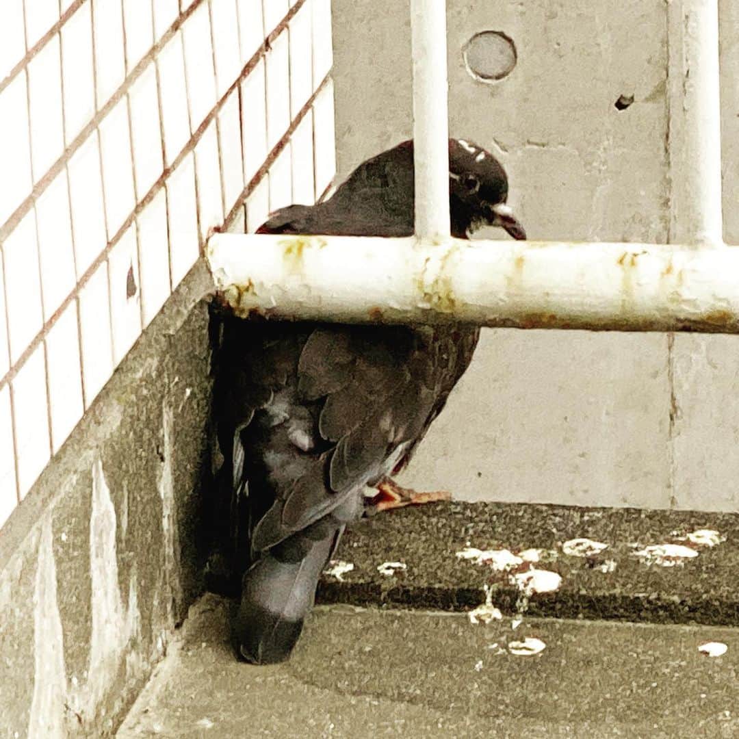 寺岡呼人のインスタグラム：「ある日僕のスタジオから出たら、目の前に鳩が！﻿ ﻿ 次の日も、その次の日も。﻿ ﻿ フンを撒き散らすし、追い払いたかったのですが、近づいても逃げないから、もしかしたら怪我をして飛べないのかな、と。﻿ ﻿ なので、怪我が治るまで我慢することにしました（笑）。﻿ ﻿ そのかわり、デッキブラシを買って、毎日掃除しますーーー。﻿ ﻿」