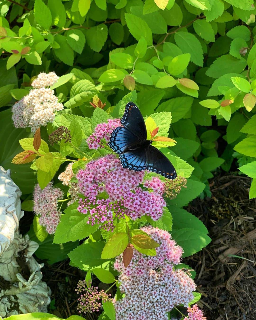 ミシェル・モナハンさんのインスタグラム写真 - (ミシェル・モナハンInstagram)「"Just living is not enough," said the butterfly, "one must have sunshine, freedom and a little flower." 🦋」6月18日 21時58分 - michellemonaghan