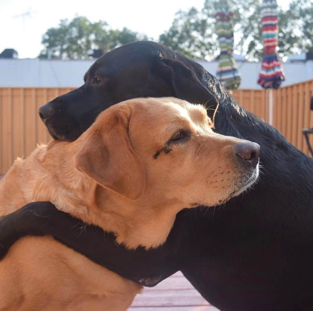 Jake And Gingerさんのインスタグラム写真 - (Jake And GingerInstagram)「Hug time!  #lab #labradorretriever #dog #dogsofinstagram #pet #petsofinstagram #pets #petportrait #love #hug #hugs #hugsandkisses #talesofalab #foryou #foryoupage #littermatesforlife #itsgoodforyou」6月18日 22時04分 - jake_n_ginger