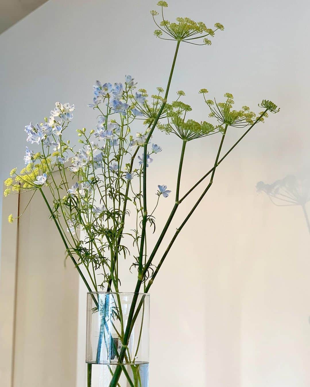 yuco_yoshidaさんのインスタグラム写真 - (yuco_yoshidaInstagram)「新しく大きな花瓶を買った♡ ワインボトルの花瓶ももちろんご健在やけどw ・ ・ 今週は #フェンネル #デルフィニウム  カクカクしたフェンネル可愛いな🥰 壁にうつるシルエットもまた愛おしい✨✨✨ あきとチョイスはやっぱりメルヘンなカラー👦🏻❤️ ・ ・ #今週のお花 #お花のある暮らし」6月18日 14時25分 - yuco_yoshida