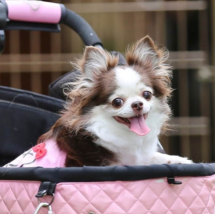 犬小屋??のインスタグラム