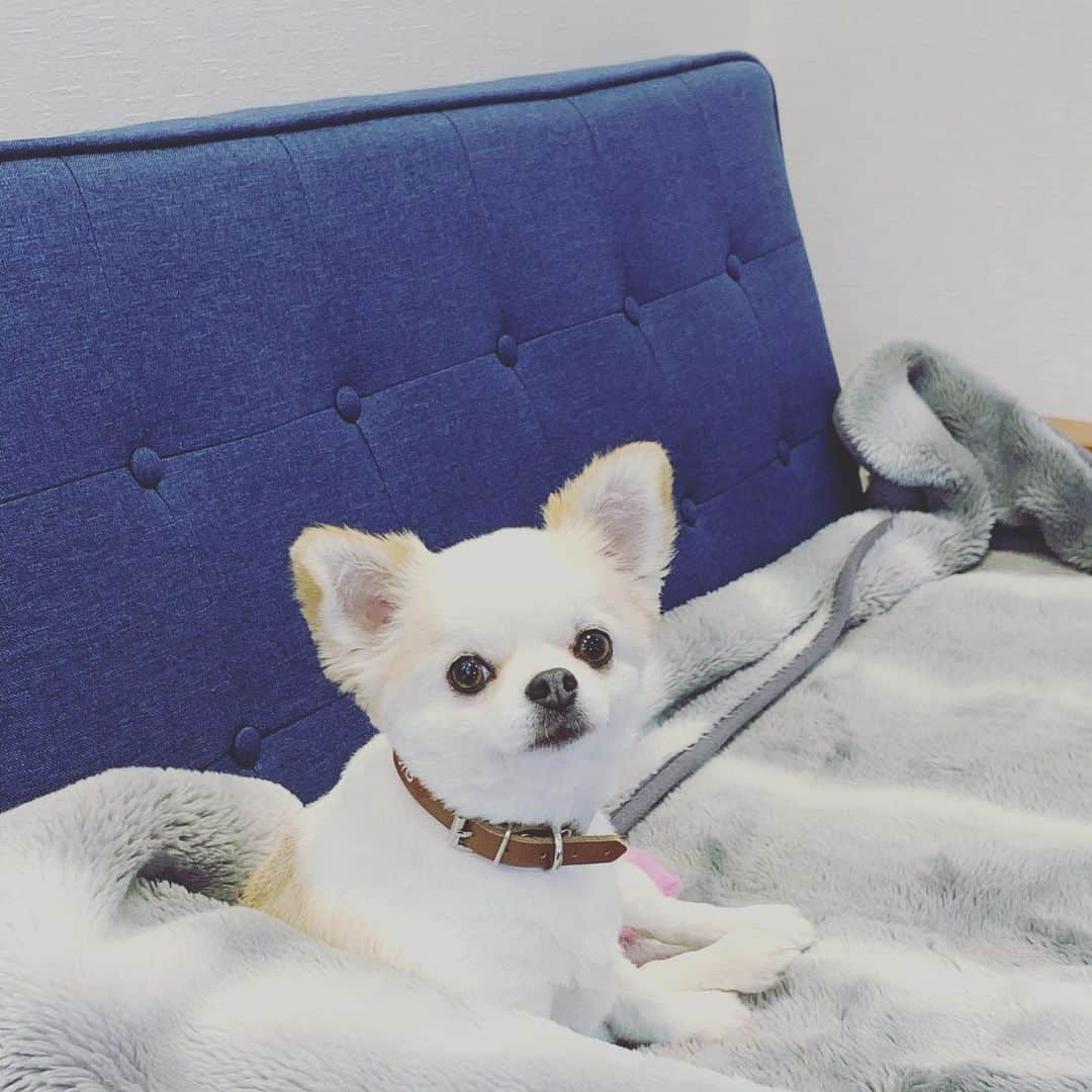 常盤よしこのインスタグラム：「ビビちゃん❤️ しばらく見ない間に ダイエットしている😆  可愛い❤️ #アーリーマーリー #allymarry」
