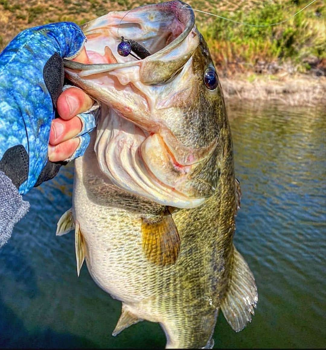 Filthy Anglers™さんのインスタグラム写真 - (Filthy Anglers™Instagram)「It’s hump day, halfway through the week everyone. Our west coast friend Ray @socal.bass.angler is showing off our product feature this week, one of the most popular items if the year, our UPF fishing gloves. These gloves are the perfect gift for any angler, comfort, style and sun protection all in the palm of your hands 😉 - They are available in two sizes, S/M or L/Xl make sure you check out all the details online at www.filthyanglers.com or amazon.com #fishing #upf #sunprotection #filthyanglers #getfilthy #bassfishing #kayak #bigbass #teamfilthy #gloves #ocean #upf」6月18日 15時17分 - filthyanglers