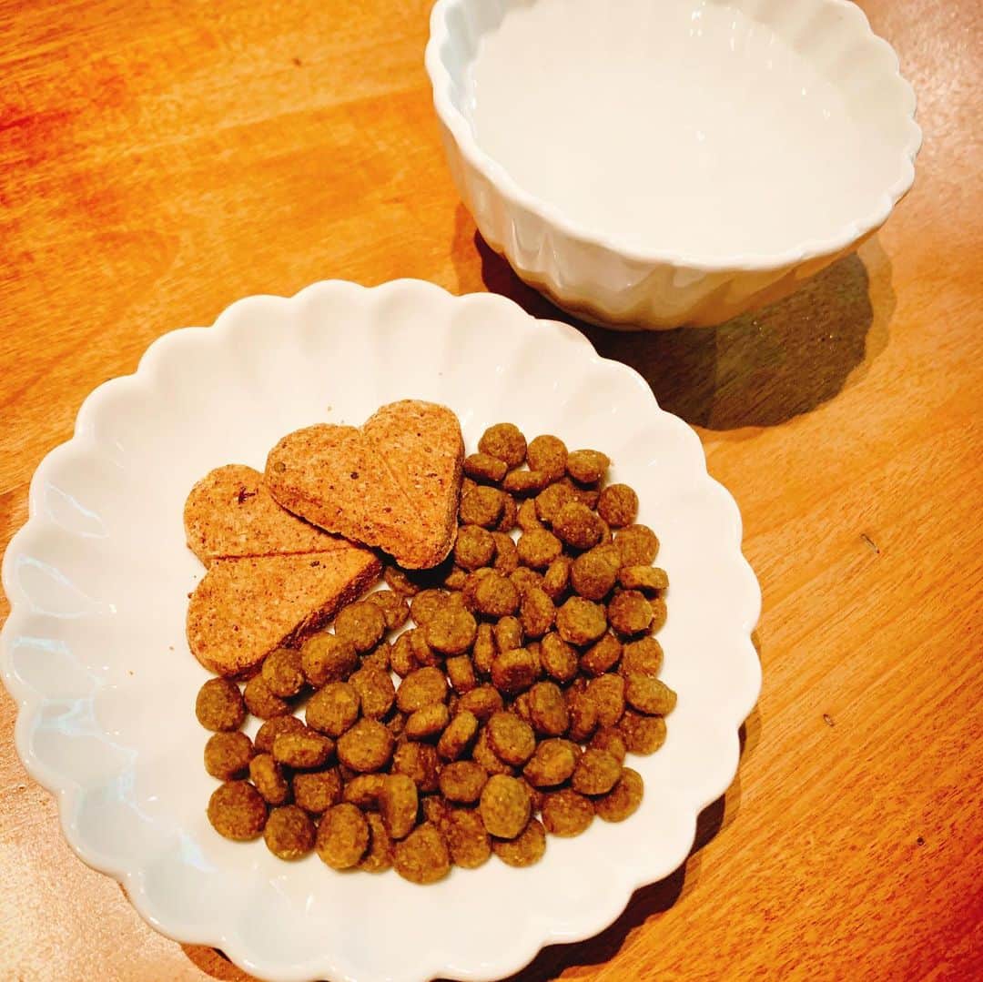簑島宏美さんのインスタグラム写真 - (簑島宏美Instagram)「* ***** A comfortable place for dogs and people🐶🙆‍♀️ ***** 夕食と朝食はお部屋から移動して、個室でいただきました😊 勿論ハウルも一緒です🐶💓 ハウル用のご飯は持ってきていましたが、個室に入ってビックリ。 ご飯とお水と、ハウルのためのクッションとブランケットまでご用意頂いておりました✨ ハートのクッキーは、手作りのものだそう。 スタッフの方々は、ハウル君💓と名前まで覚えてくださって、滞在中とても可愛がっていただきました。 ペット可とはいえ、ご迷惑をおかけしてしまうのでは…と、滞在先ではソワソワしがちですが、いつでもどこでも温かくお声がけいただいて、私達も安心して快適に過ごすことが出来ました☺️❤️ ハウルの嬉しそうに駆け回る姿も久しぶりに見れて、とても幸せな滞在となりました☺️💓 ***** #イタグレ#イタリアングレーハウンド#italiangreyhound#dogstagram#イタグレとの暮らし#iggysofinstagram#iggygram #iggylove#iggylife#犬のいる暮らし#イタグレ服#iggysoftheworld #iggysofinstagram #dogsofig #dogsofinstagram #犬好きな人と繋がりたい#おんせん県おおいた#新米ママ#生後3ヶ月#3ヶ月baby#3ヶ月ベビー#ベビスタグラム#babyanddog」6月18日 15時21分 - hiromiminoshima