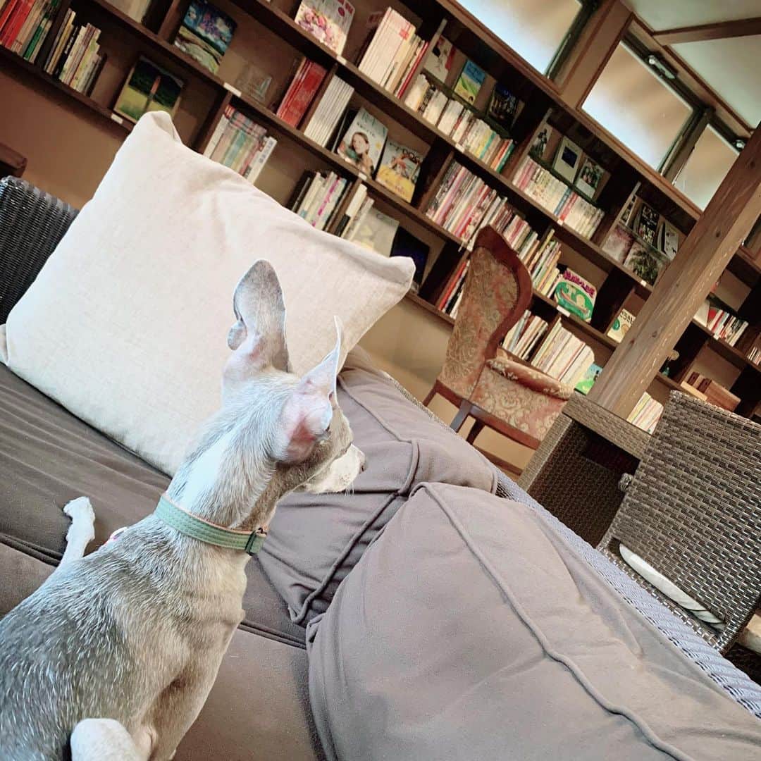 簑島宏美さんのインスタグラム写真 - (簑島宏美Instagram)「* ***** A comfortable place for dogs and people🐶🙆‍♀️ ***** 夕食と朝食はお部屋から移動して、個室でいただきました😊 勿論ハウルも一緒です🐶💓 ハウル用のご飯は持ってきていましたが、個室に入ってビックリ。 ご飯とお水と、ハウルのためのクッションとブランケットまでご用意頂いておりました✨ ハートのクッキーは、手作りのものだそう。 スタッフの方々は、ハウル君💓と名前まで覚えてくださって、滞在中とても可愛がっていただきました。 ペット可とはいえ、ご迷惑をおかけしてしまうのでは…と、滞在先ではソワソワしがちですが、いつでもどこでも温かくお声がけいただいて、私達も安心して快適に過ごすことが出来ました☺️❤️ ハウルの嬉しそうに駆け回る姿も久しぶりに見れて、とても幸せな滞在となりました☺️💓 ***** #イタグレ#イタリアングレーハウンド#italiangreyhound#dogstagram#イタグレとの暮らし#iggysofinstagram#iggygram #iggylove#iggylife#犬のいる暮らし#イタグレ服#iggysoftheworld #iggysofinstagram #dogsofig #dogsofinstagram #犬好きな人と繋がりたい#おんせん県おおいた#新米ママ#生後3ヶ月#3ヶ月baby#3ヶ月ベビー#ベビスタグラム#babyanddog」6月18日 15時21分 - hiromiminoshima