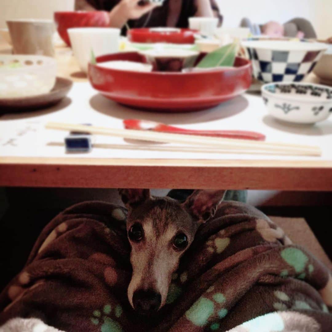 簑島宏美さんのインスタグラム写真 - (簑島宏美Instagram)「* ***** A comfortable place for dogs and people🐶🙆‍♀️ ***** 夕食と朝食はお部屋から移動して、個室でいただきました😊 勿論ハウルも一緒です🐶💓 ハウル用のご飯は持ってきていましたが、個室に入ってビックリ。 ご飯とお水と、ハウルのためのクッションとブランケットまでご用意頂いておりました✨ ハートのクッキーは、手作りのものだそう。 スタッフの方々は、ハウル君💓と名前まで覚えてくださって、滞在中とても可愛がっていただきました。 ペット可とはいえ、ご迷惑をおかけしてしまうのでは…と、滞在先ではソワソワしがちですが、いつでもどこでも温かくお声がけいただいて、私達も安心して快適に過ごすことが出来ました☺️❤️ ハウルの嬉しそうに駆け回る姿も久しぶりに見れて、とても幸せな滞在となりました☺️💓 ***** #イタグレ#イタリアングレーハウンド#italiangreyhound#dogstagram#イタグレとの暮らし#iggysofinstagram#iggygram #iggylove#iggylife#犬のいる暮らし#イタグレ服#iggysoftheworld #iggysofinstagram #dogsofig #dogsofinstagram #犬好きな人と繋がりたい#おんせん県おおいた#新米ママ#生後3ヶ月#3ヶ月baby#3ヶ月ベビー#ベビスタグラム#babyanddog」6月18日 15時21分 - hiromiminoshima
