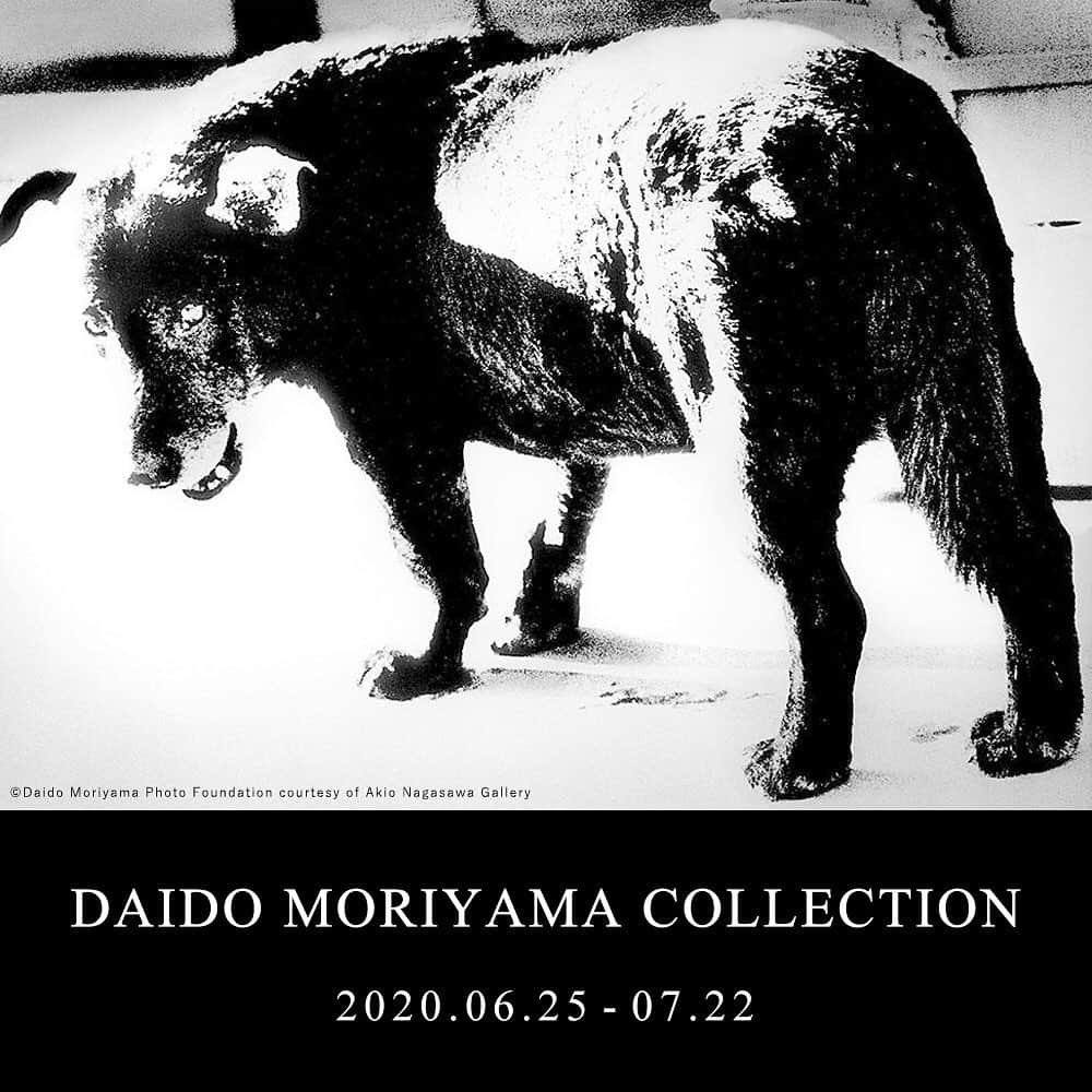 のインスタグラム：「【DAIDO MORIYAMA COLLECTION｜⽇本を代表する写真家・森⼭⼤道の写真作品とコレクターズアイテム】  現在、東京都写真美術館で大規模個展「森山大道の東京 ongoing」が開催されるなど、80歳を過ぎた現在も世界の第⼀線で活躍を続ける森山大道。 都市の路上から街を撮り続け、「アレ・ブレ・ボケ」と形容されるハイコントラストでフィルムの粒子の粗い作⾵は、写真界のみならず、国内外のクリエイターやアーティストに衝撃を与え、ファンを魅了し続けています。 「写真は何らかのものに印刷されて社会に流通することで成⽴すると思っている」という自身の思いのもと、ジャンルを超えて幾度となくコラボレーションして生まれた作品は、オーディエンスへ常に鮮烈な印象を残しました。 本企画では森山大道の多様な作品を展示し、店頭・オンラインショップにて6/25(木)から販売いたします。  森山大道の作品の魅力を、存分にお楽しみください。  #森山大道 #daidomoriyama #写真家 #写真展 #写真集 #写真作品 #モノクローム写真 #写真作品 #森山大道写真展  #japanesephotographer #vintagephoto #vintagephotography #monochromephoto #blackandwhite_photos #銀座 #蔦屋書店 #ginza #銀座蔦屋書店 #ginzatsutayabooks」