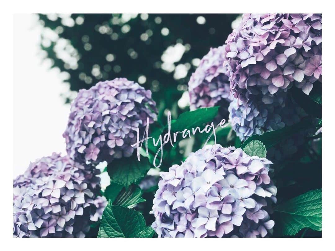 のインスタグラム：「梅雨の花﻿ ﻿ ﻿ ﻿ ﻿ ﻿ ﻿ ﻿ ﻿ 紫陽花、hydrangea ﻿ ﻿ ﻿ まん丸とした紫陽花。﻿ 香りがもっと良ければなお良し。﻿ ﻿ ﻿ 香りは、ゴムの臭い。﻿ ﻿ ﻿ ﻿ ﻿ ﻿ ﻿ 雨の滴がよく似合う。﻿ ﻿ ﻿ ﻿ ﻿ ﻿ ﻿ ここで、ご報告。﻿ 以前投稿した紫陽花ドライフラワー計画。﻿ ﻿ ﻿ ﻿ 失敗しました。﻿ ﻿ ﻿ ﻿ ﻿ 原因は、乾燥させる場所に問題あり。﻿ ﻿ ﻿ ﻿ ﻿ ﻿ やはり、生きてるものは自然の流れに任せるのが﻿ 一番いい。﻿ ﻿ ﻿ ﻿ ﻿ ﻿ #hydrangea #flowers #seasonflower #beautiful #purple #紫陽花 #あじさい #梅雨の花 #紫」