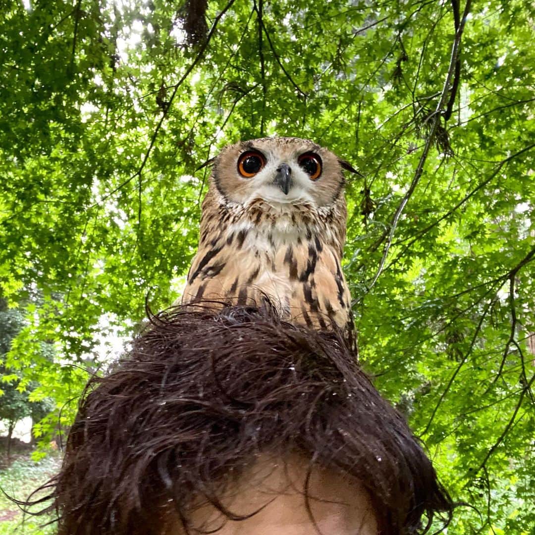 GEN3 Owlのインスタグラム：「雨の中、ガルーと一緒にお散歩。肩や首に乗ったまま離れようとしない😅 In the rain, We went into the forest.  Garu stays on my shoulders and neck and doesn't leave. #owl #owlgaru」