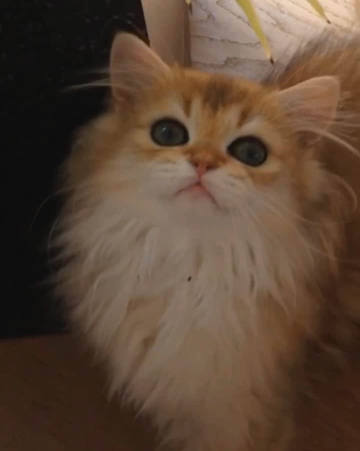 Smoothieのインスタグラム：「When Smoothie was still a kitten. 🥰🔊 She was quite talkative 6 years ago.」