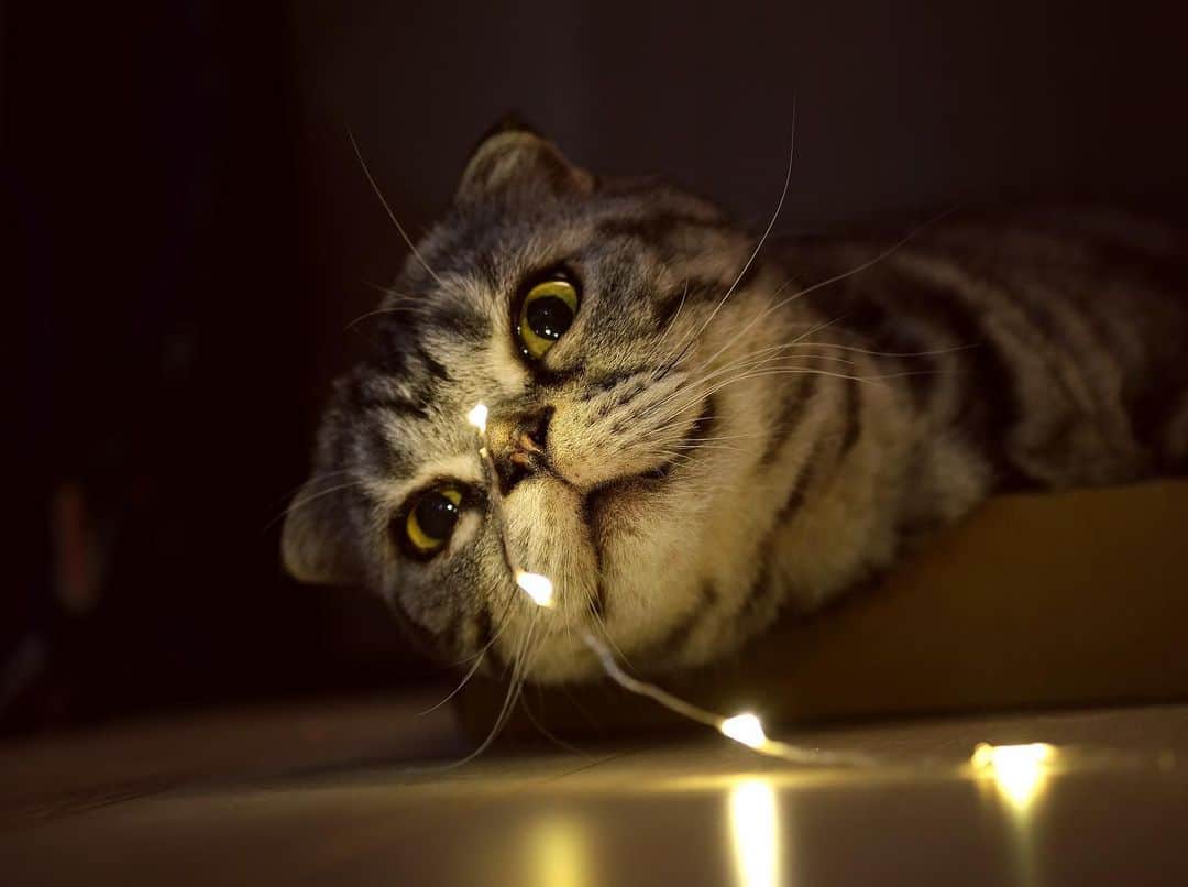 Shishi-maruのインスタグラム：「🐱Good night﻿ 🐱良い夢を﻿ ーーーーーーーーーーーーー﻿ 🌺「渋ネコ ししまるさん」ねこのきもちWEB MAGAZINE にて毎週金曜日エッセイの連載中﻿ ーーーーーーーーーーー﻿ 📕「ぷっちねこ。」「3匹のちいさな猫を召喚できたなら」「ちいさな猫を召喚できたなら」徳間書店より単行本発売中﻿ ーーーーーーーーーーー﻿ ⭐︎ねこ漫画→@tacos_cat﻿ 🌺Twitter →@taco_emonemon﻿ ーーーーーーーーーーー」