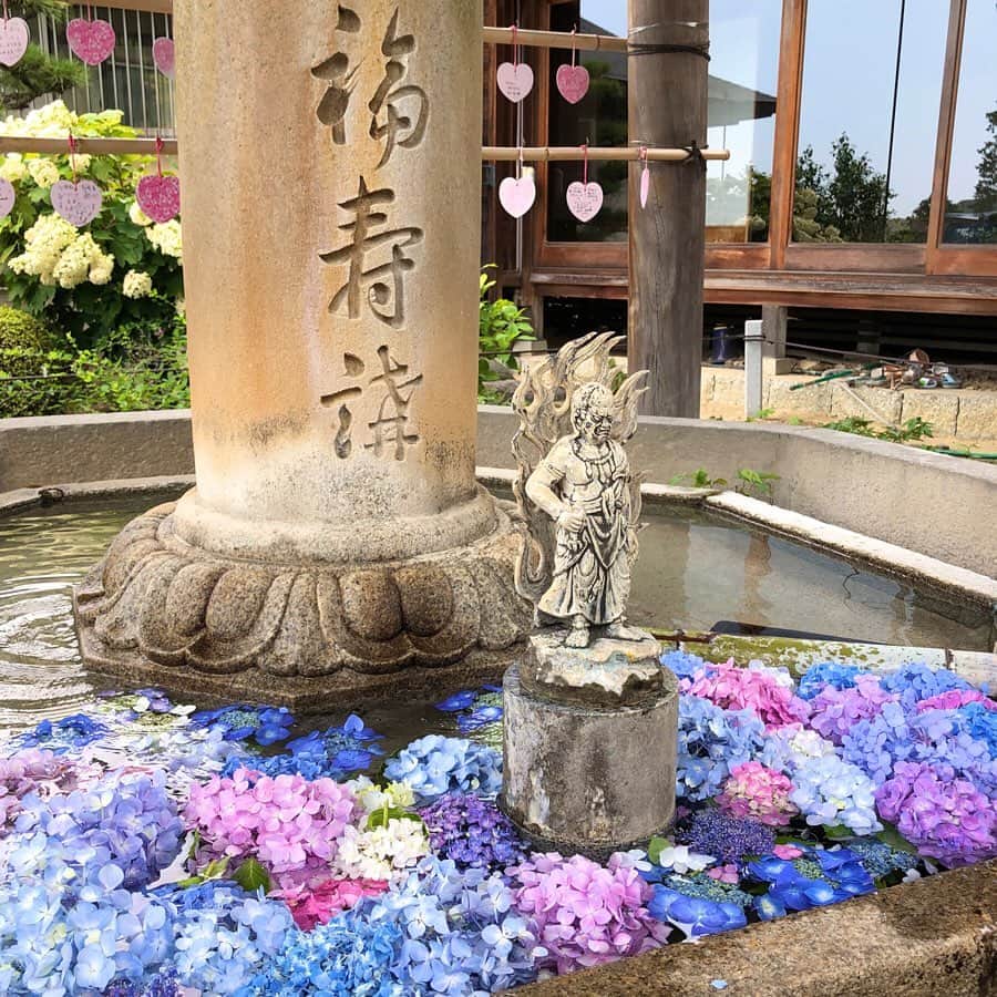 小川沙樹のインスタグラム：「三室戸寺☂️」