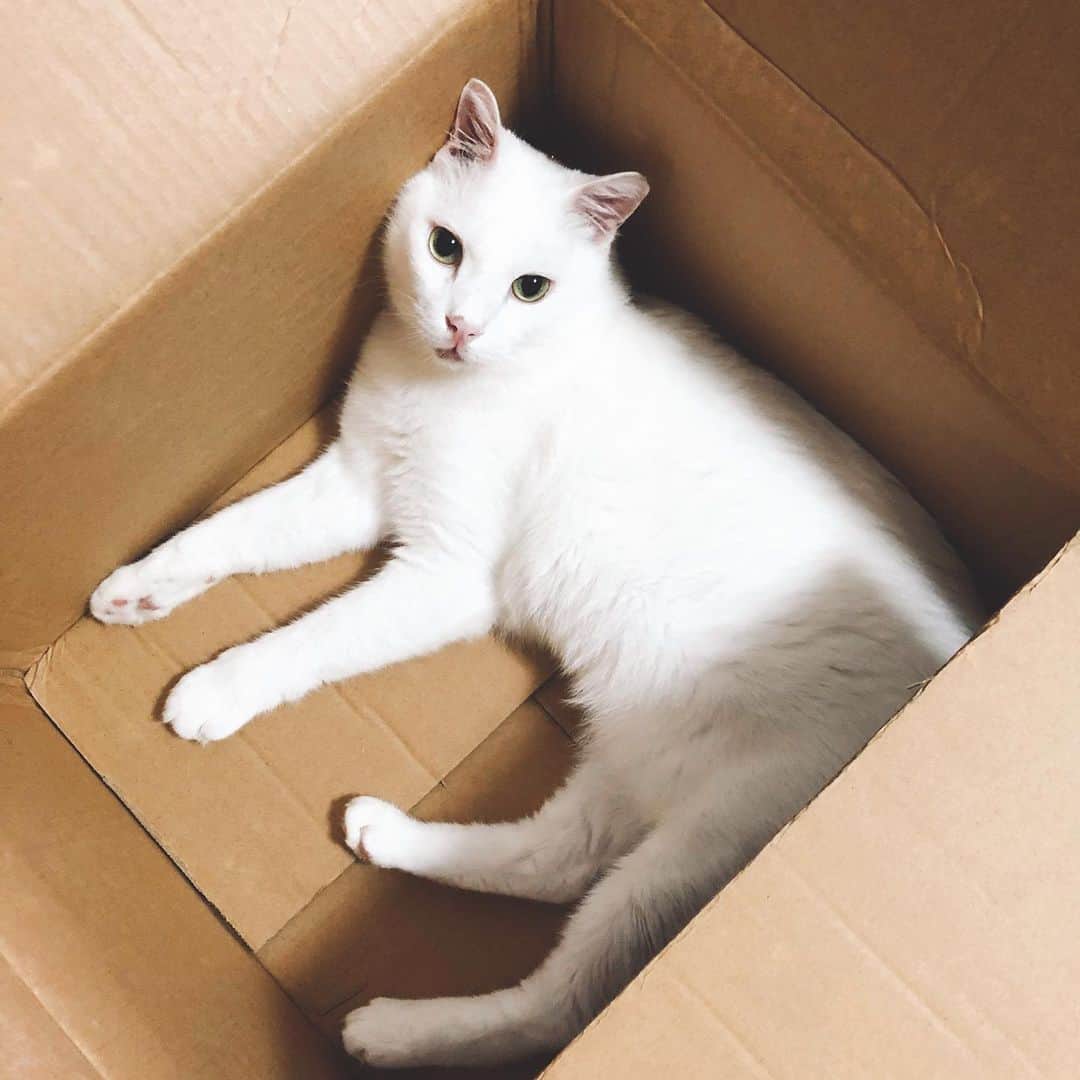 Ray Rayのインスタグラム：「How to Catch a Cat Step 1: Get a box The end.  #rayraythecat #cat #cats #whitecat #catsofinstagram #sgcats #catsofsingapore #singaporecats #catsofigsg」