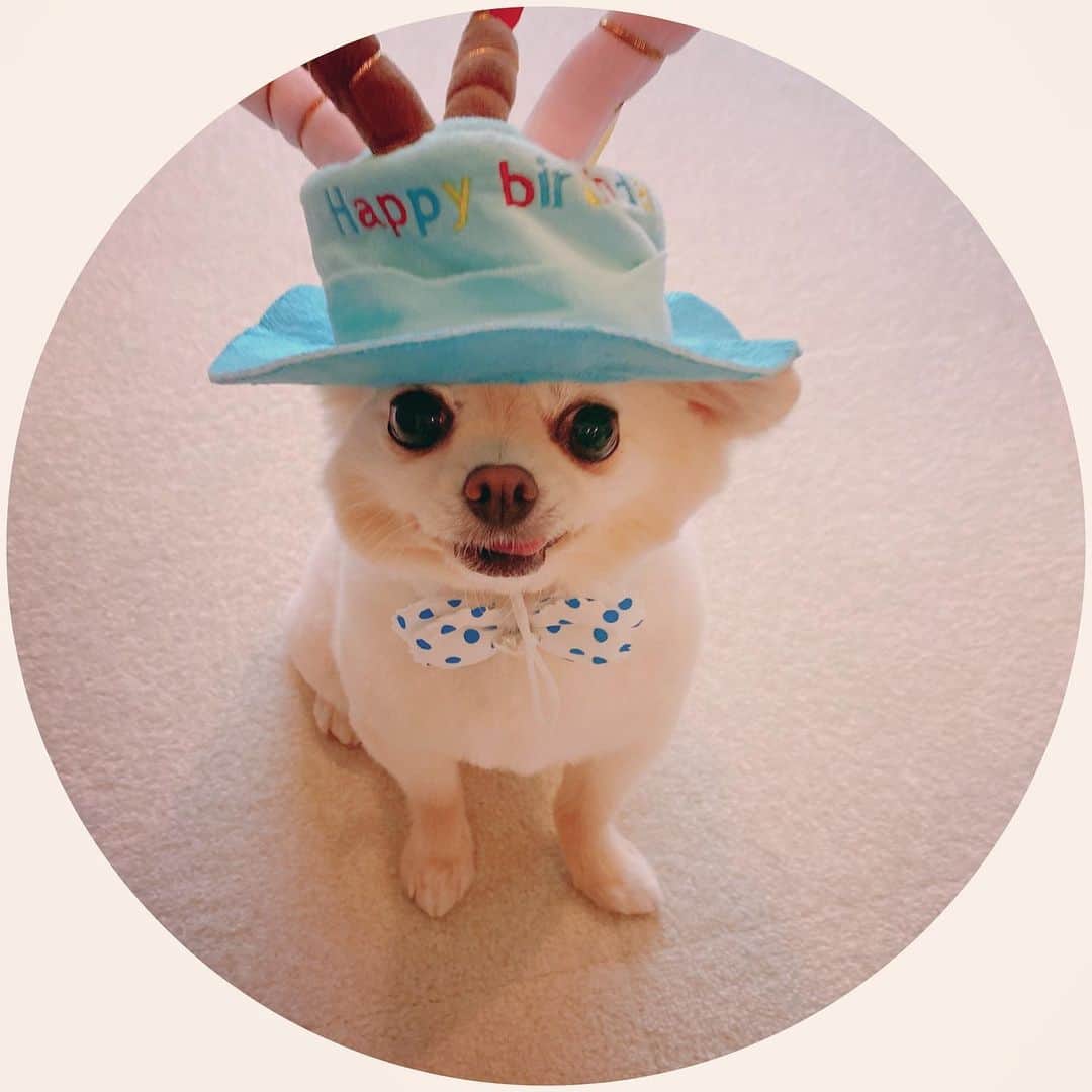 井口裕香さんのインスタグラム写真 - (井口裕香Instagram)「🎂 birthday boy〜❣️ ってゆかがはしゃいでたわ。 たんじょびもうすぎてんねんけどな〜 ぼくぅはおとなわんこやから、付き合ってあげた。 久しぶりのおふろ、スッキリしたわ〜！ほなねる！ #うちのいぬサスケ #天才か👦🏻 #めちゃくちゃかわいいな！！！」6月18日 17時20分 - ooo31_iguchiyuka_31ooo