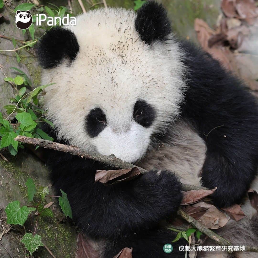 iPandaさんのインスタグラム写真 - (iPandaInstagram)「I should be the most adorable model in the world, no matter how dirty I am. (Cheng Lang) 🐼 🐾 🐼 #panda #ipanda #animal #pet #adorable #China #travel #pandababy #cute #photooftheday #Sichuan #cutepanda #animalphotography #cuteness #cutenessoverload」6月18日 17時30分 - ipandachannel