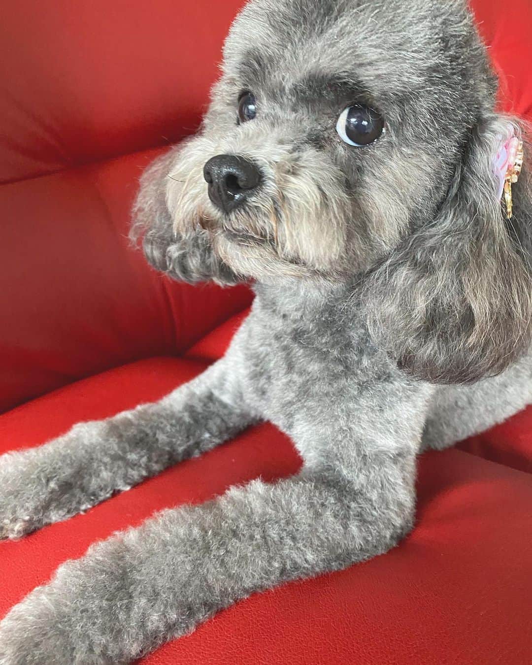 Mai Wakimizuのインスタグラム：「カメラを向けると、このおすまし顔♡ #愛犬カプリ#トイプードル」