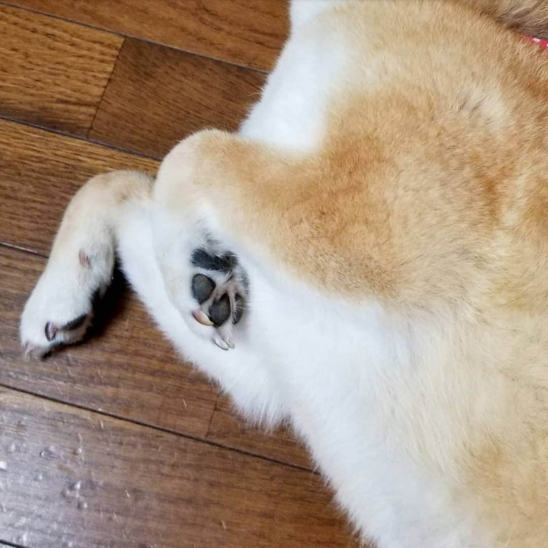 柴犬たま Shibainu Tamaさんのインスタグラム写真 - (柴犬たま Shibainu TamaInstagram)「手羽先みたいな この手好き🤭💕﻿ ﻿﻿﻿﻿﻿ Caption trans🇬🇧﻿﻿﻿﻿﻿ I love her arm like a chicken wing🤭💕﻿ ﻿﻿﻿﻿﻿ #柴犬たま #たママ #たまーば #おばけ手 #柴犬落ちてます﻿ #柴犬 #shiba #shibainu #shibastagram #犬 #dog」6月18日 17時49分 - tama7653