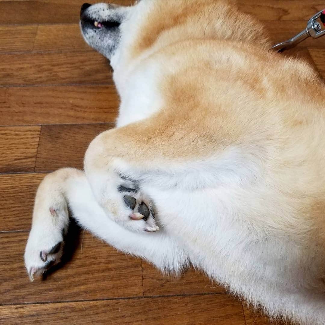 柴犬たま Shibainu Tamaさんのインスタグラム写真 - (柴犬たま Shibainu TamaInstagram)「手羽先みたいな この手好き🤭💕﻿ ﻿﻿﻿﻿﻿ Caption trans🇬🇧﻿﻿﻿﻿﻿ I love her arm like a chicken wing🤭💕﻿ ﻿﻿﻿﻿﻿ #柴犬たま #たママ #たまーば #おばけ手 #柴犬落ちてます﻿ #柴犬 #shiba #shibainu #shibastagram #犬 #dog」6月18日 17時49分 - tama7653
