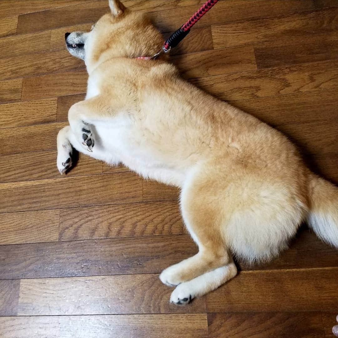 柴犬たま Shibainu Tamaさんのインスタグラム写真 - (柴犬たま Shibainu TamaInstagram)「手羽先みたいな この手好き🤭💕﻿ ﻿﻿﻿﻿﻿ Caption trans🇬🇧﻿﻿﻿﻿﻿ I love her arm like a chicken wing🤭💕﻿ ﻿﻿﻿﻿﻿ #柴犬たま #たママ #たまーば #おばけ手 #柴犬落ちてます﻿ #柴犬 #shiba #shibainu #shibastagram #犬 #dog」6月18日 17時49分 - tama7653