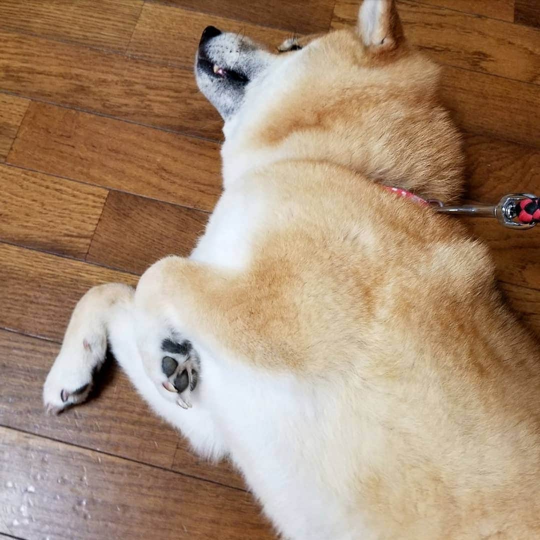 柴犬たま Shibainu Tamaさんのインスタグラム写真 - (柴犬たま Shibainu TamaInstagram)「手羽先みたいな この手好き🤭💕﻿ ﻿﻿﻿﻿﻿ Caption trans🇬🇧﻿﻿﻿﻿﻿ I love her arm like a chicken wing🤭💕﻿ ﻿﻿﻿﻿﻿ #柴犬たま #たママ #たまーば #おばけ手 #柴犬落ちてます﻿ #柴犬 #shiba #shibainu #shibastagram #犬 #dog」6月18日 17時49分 - tama7653