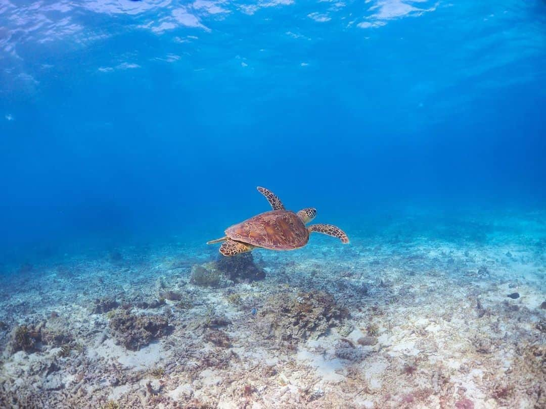 楽天トラベル さんのインスタグラム写真 - (楽天トラベル Instagram)「こんにちは😊 今日は先週6/11に梅雨明けが発表され夏本番を迎えた沖縄から届いたお写真をご紹介します🌺 透き通る美しい海を優雅に泳ぐ #ウミガメ 🐢に癒やされますね💙 ーーーーーーーーーーーーーーーー 📍#宮古島 (#沖縄県 ） ーーーーーーーーーーーーーーーー 5～8月はウミガメの産卵期で多くのウミガメが集まってくるのだそう。 シュノーケルでウミガメに会いに行くツアーも行われていているので、次の旅先はウミガメに会いに宮古島を訪れてみてはいかがでしょうか😀 ーーーーーーーーーーーーーーーー Special Thanks✨ 📸Photo by @icccchan_0202  みなさんの #次の旅先リスト もぜひ教えて下さいね ーーーーーーーーーーーーーー 旅先で出会った美しい風景や素敵な旅館などを  #rakutentravel を付けてぜひシェアしてください😊 このアカウントでご紹介させていただきます💗 ーーーーーーーーーーーーーー  #楽天トラベル #旅行好きな人と繋がりたい #旅したくなるフォト #旅行 #国内旅行 #おうちで旅体験 #旅行好き #旅行好きと繋がりたい #travel #trip #japan #日本の景色 #日本の絶景 #日本の風景 #沖縄 #宮古ブルー #海 #沖縄旅行 #宮古島旅行 #うみがめ」6月18日 18時00分 - rakutentravel