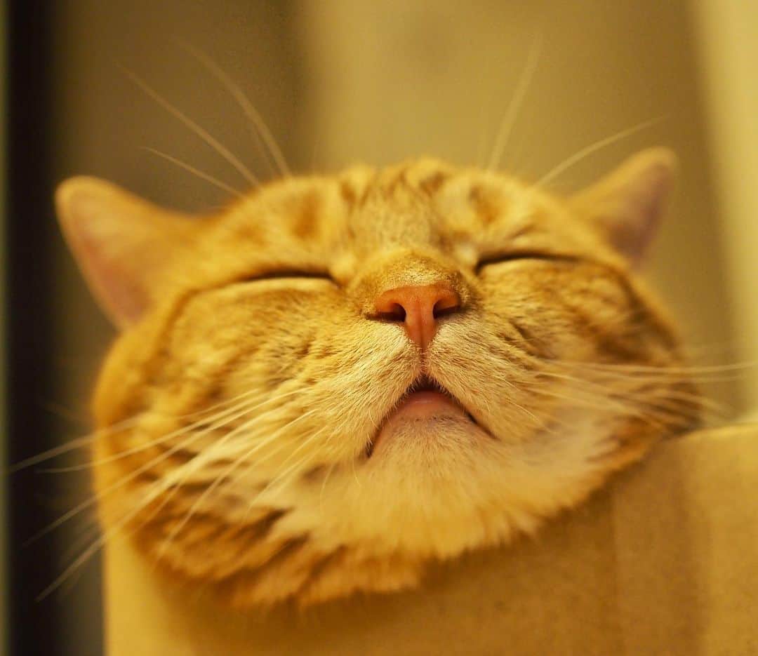 茶太郎 & きなこさんのインスタグラム写真 - (茶太郎 & きなこInstagram)「ほげ〜(๑¯ㅁ¯๑)💤💤 Chataro is Sleeping comfortably😽💤 #茶太郎師匠のお口に指入れちゃダメにゃりよ #マンチカン#猫#munchkin #cat#catstagram #amazing#ねこ#茶トラ#短足#catsofinstagram#excellent_cats#9gag#cats_of_world_#instacat_meows#bestcats_oftheworld#catsofig#instacat#cats_of_instagram」6月18日 18時03分 - amaccho5160